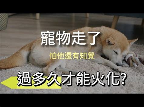 狗狗死後處理